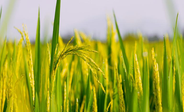 Arroz: cotações têm maior queda em meses