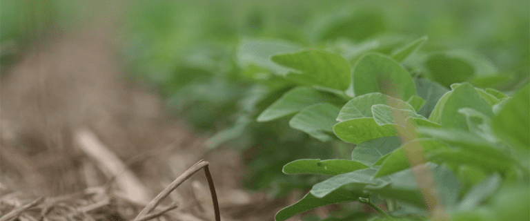 Projeto veda completamente desapropriação de propriedade produtiva para fins de reforma agrária