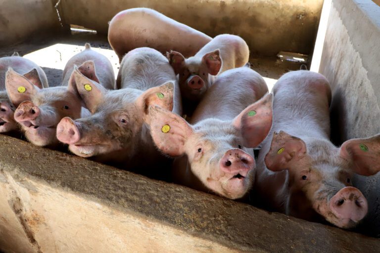 Suínos: carne ganha competitividade frente a bovina